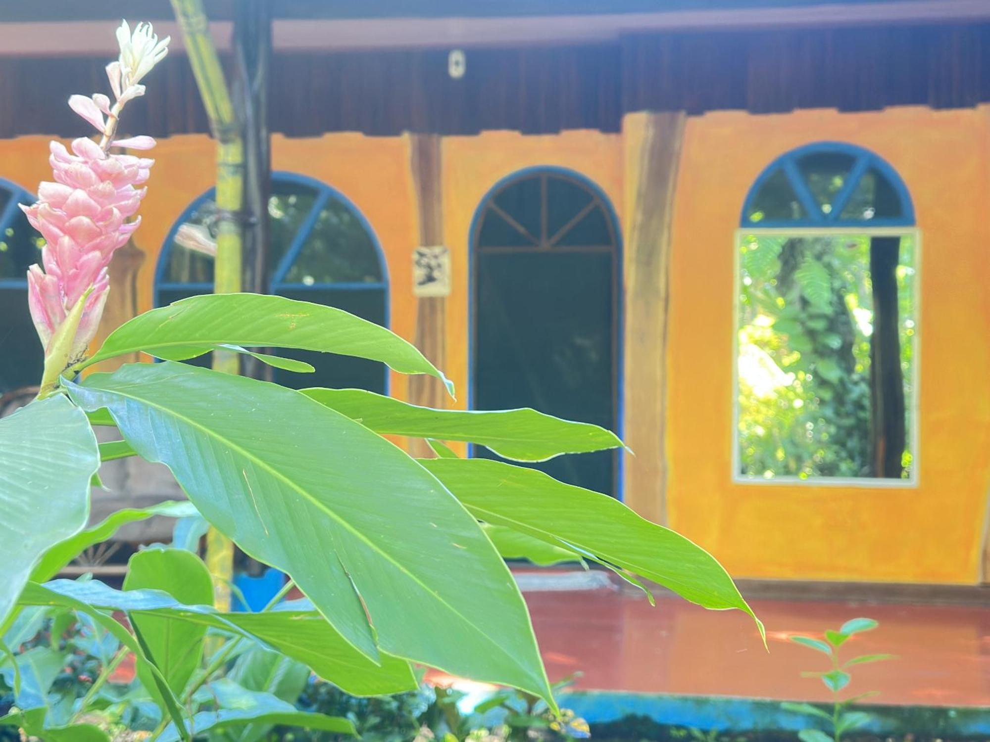 La Palapa Hut Nature Hostel Пуэрто-Хименес Экстерьер фото